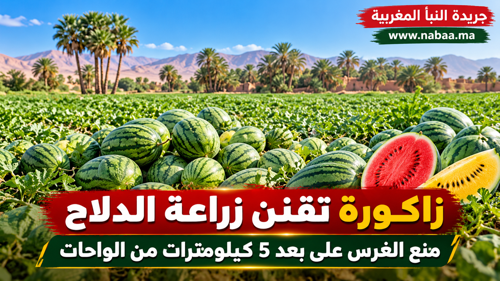 زاكورة تشدد الخناق على زراعة «الدلاح».. منع قرب الواحات ومراقبة صارمة لاستهلاك المياه